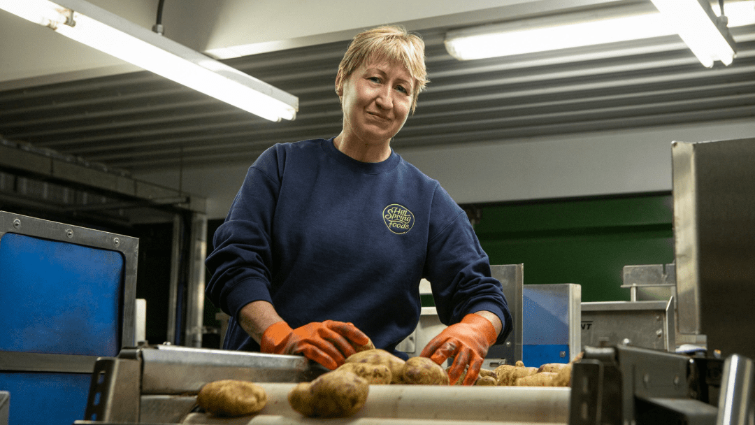 Hillspring Farms sorting potatoes